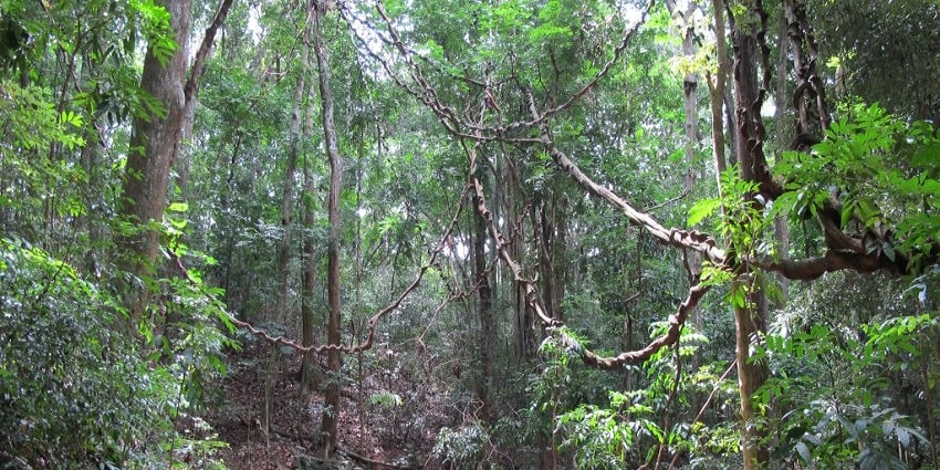 Udawattakele Forest Reserve is an ideal spot for bird lovers and nature enthusiasts.