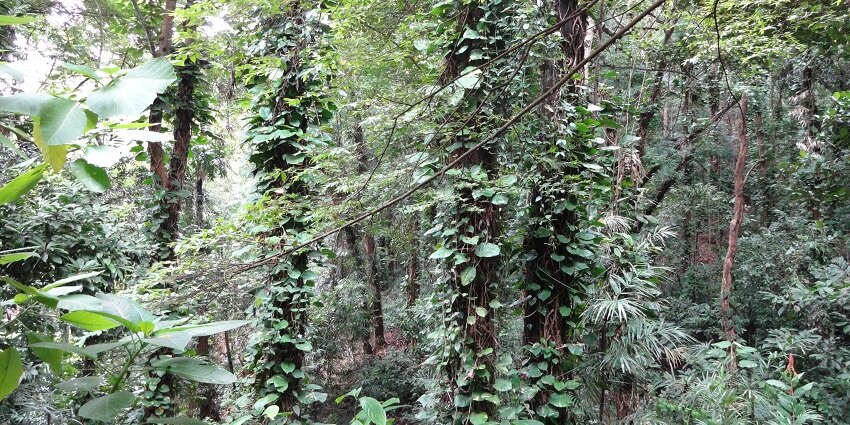Udawattekele Sanctuary is one of the preserved wildlife sanctuaries in Sri Lanka