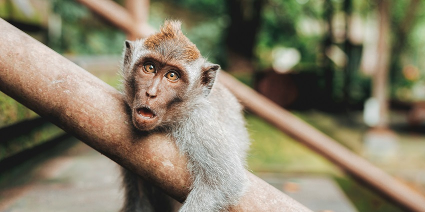 Uluwatu Monkey Forest is one of the most thrilling wildlife sanctuaries in Bali.