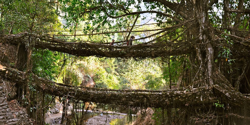 Image of double decker bridge in Khasi Hills, Meghalaya around the serene beauty of forest - places to see in Mawsynram-