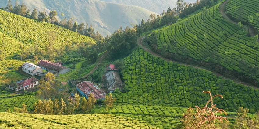 Scenic view of Valley in Assam covered with the beautiful flower and majestic foothills