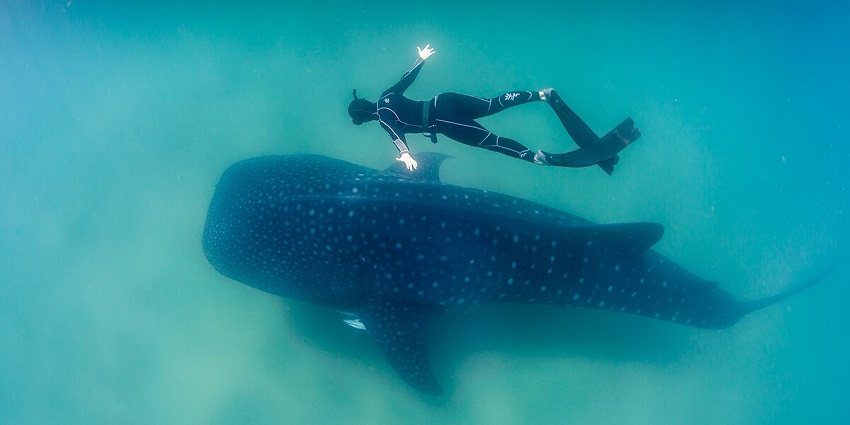 An image of a diver stretching his arms as he swims above the massive-sized shark.