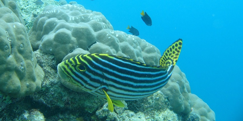 Underwater scooter ride gives a glimpse of the underwater marine life of the Maldives.