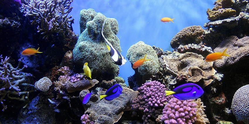 See the diverse marine life in the fascinating Underwater World on this Island, Malaysia.