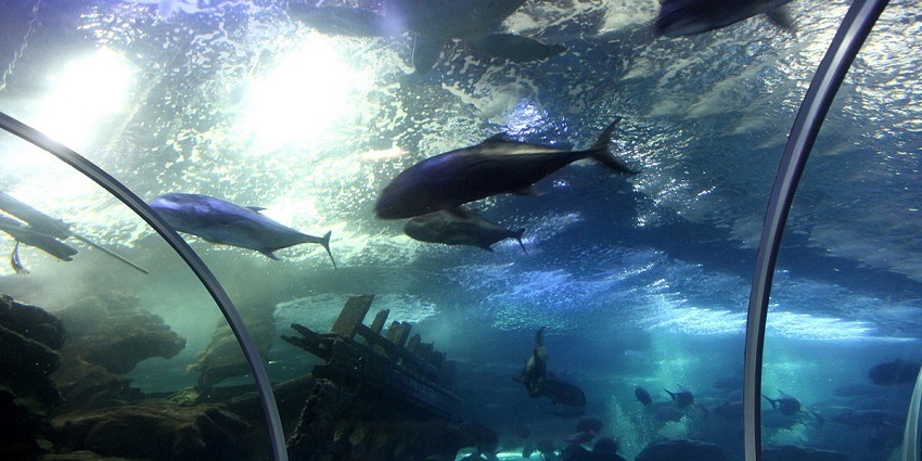 f you are fond of water activities, the Underwater World Pattaya is a must visit for you.