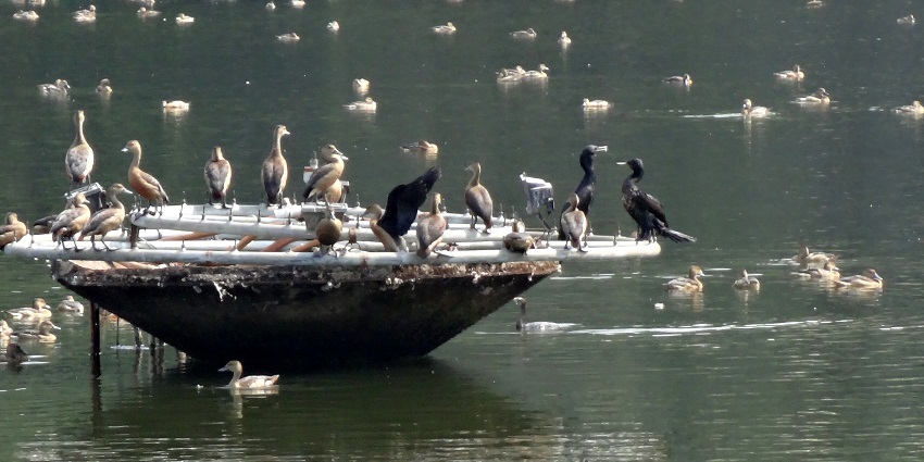 Migratory birds resting at Vadakkechira Lake in Kerala, surrounded by calm waters
