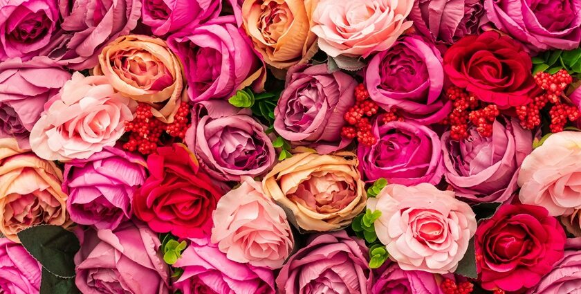 Roses have been a major form of expression of love for your better half since centuries.