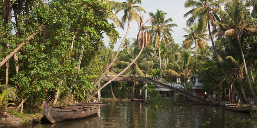 A beautiful view of Kerala’s backwaters with lush mangroves and tall pine trees all around