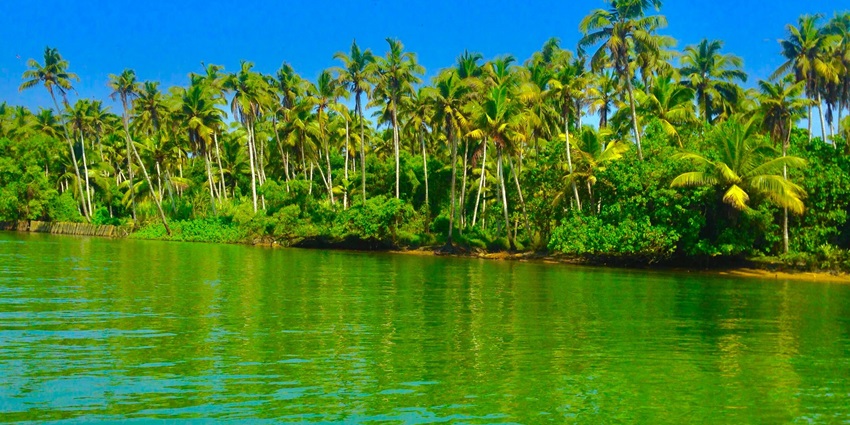 Palm trees lining the shores of Valiyaparamba Island, one of the spots near Chamakkavu Temple in Kerala.