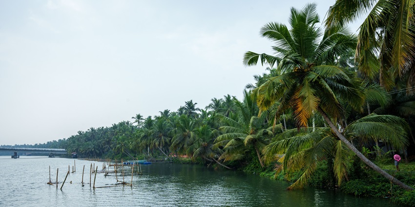 Picture of a backwaters with palm trees in background