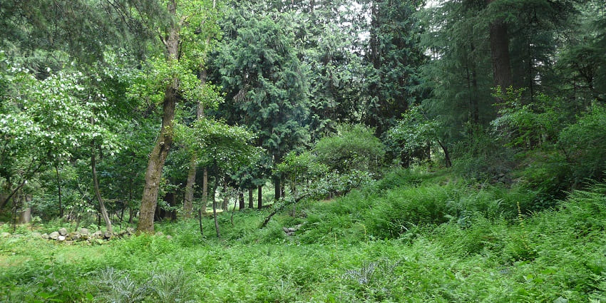 Van Vihar in Manali, a serene park with tall trees, wooden pathways, and peaceful views