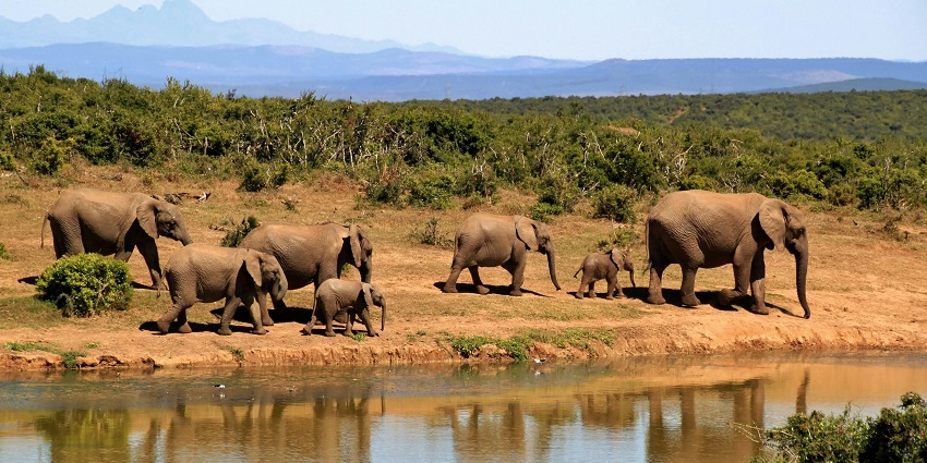 Image of a herd of elephants beside a lake in Van Vihar national park