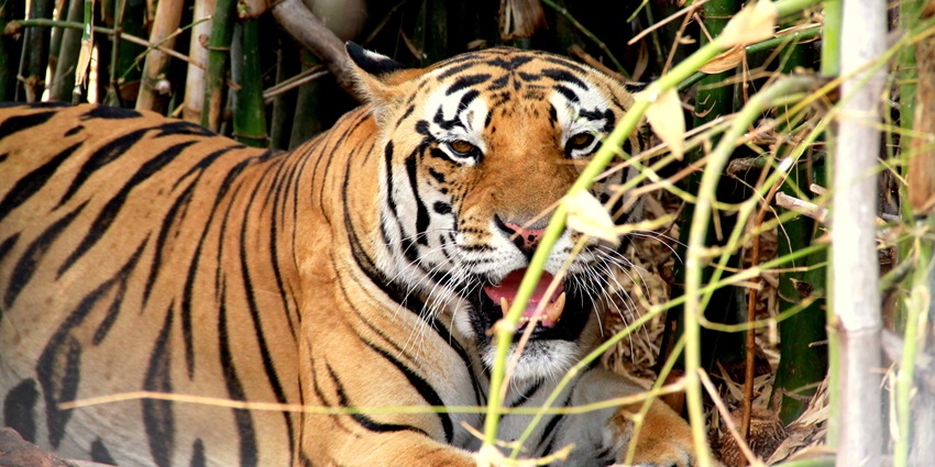 A picture of a tiger roaming around the lush surroundings of a national park