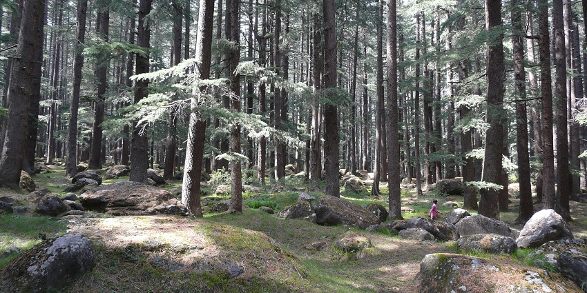 Van Vihar national park allows you to witness animals in their natural habitats, exploring the area.