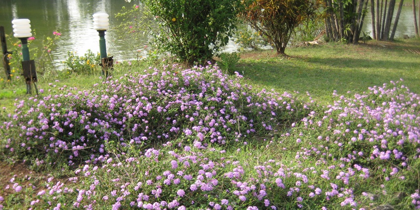 Vanganga Lake Garden offers enchanting views of both the lake and the surrounding garden.