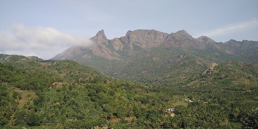 See Niligiri Tahr at Varayattumotta, one of the places to visit in Ponmudi, Kerala.