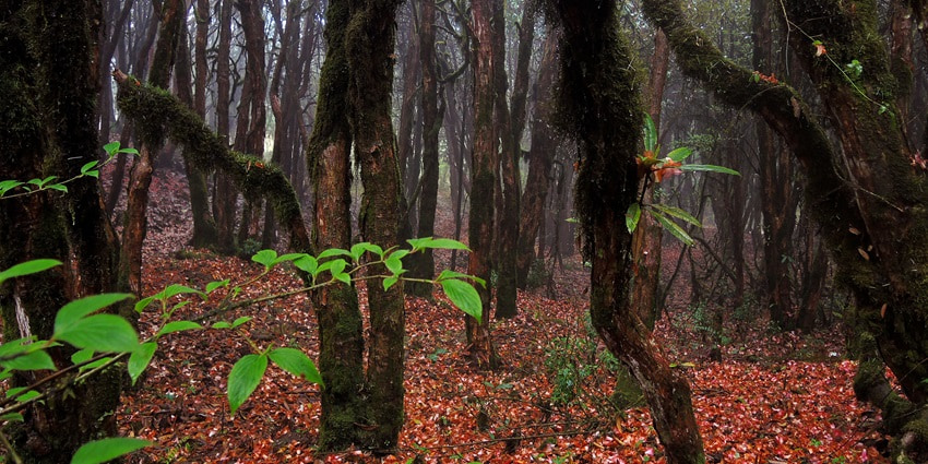 A picture of the Varsey forest in Sikkim with the ground completely covered in Rhododendron