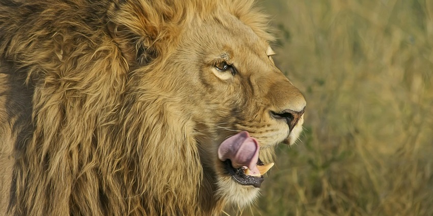 Image of a lion - Vasona Lion Safari Park, one of the best places to visit near Silvassa