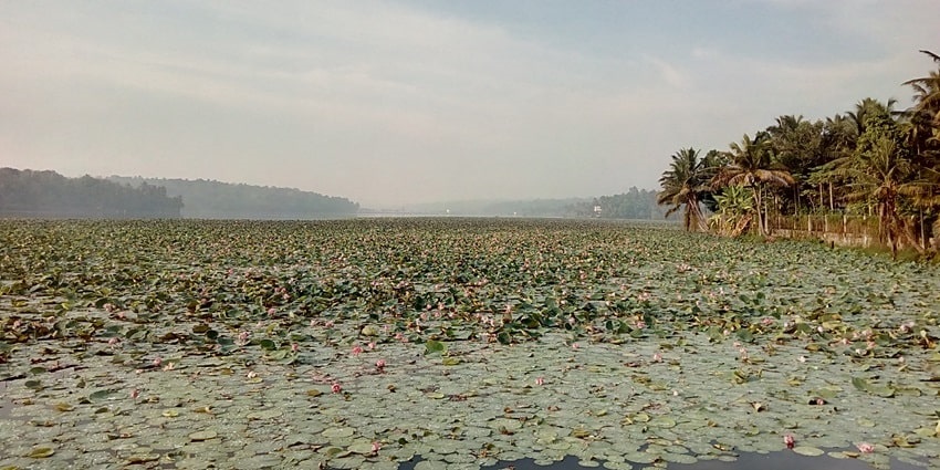 Vellayani lake hosts the annual Ayyankali boat race that is held in the remembrance of the popular social reformer, Ayyankali.
