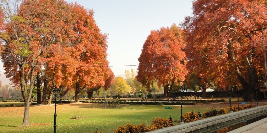 Crimson leaves of trees adorning the Verinag Mughal Garden during the autumn season