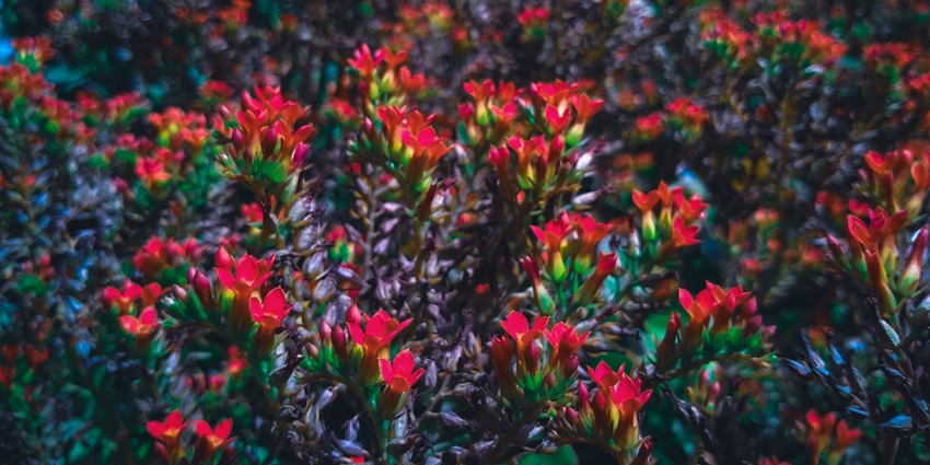 Fiangpui garden is one of the best places to visit in Haflong for tourist to witness colourful vibrant flora