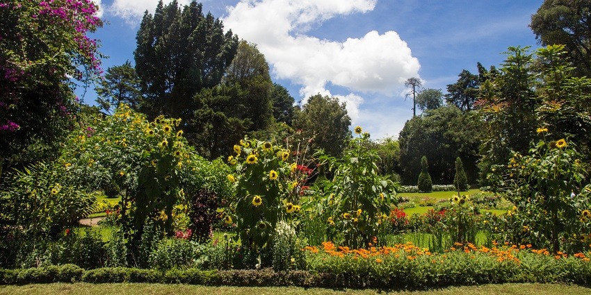 The Victoria Park, a serene spot with lush greenery, in Nuwara Eliya, Sri Lanka.