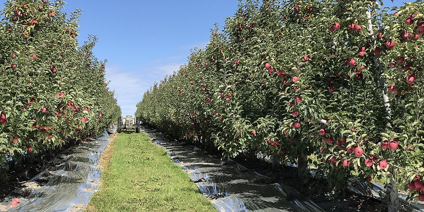Apple orchards with rows of apple trees laden with ripe fruits and a scenic backdrop.