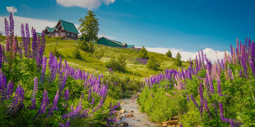 Purple Flowers on the Field in strawberry valley - one of the best places for camping in Gulmarg