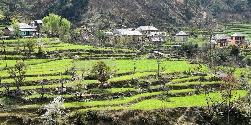 A vibrant village wheat mandi in Himachal, showcasing bustling market activity.