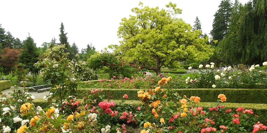 A garden filled with lots of colorful flowers in full bloom during the day.