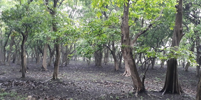 Panoramic image from the inside of the Borail Wildlife Sanctuary