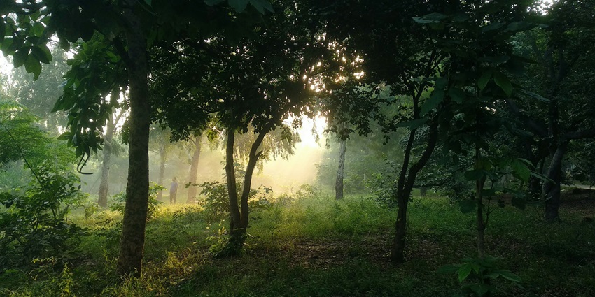Wandering Jahanpanah City Forest is one of the best things to do in South Delhi for nature lovers