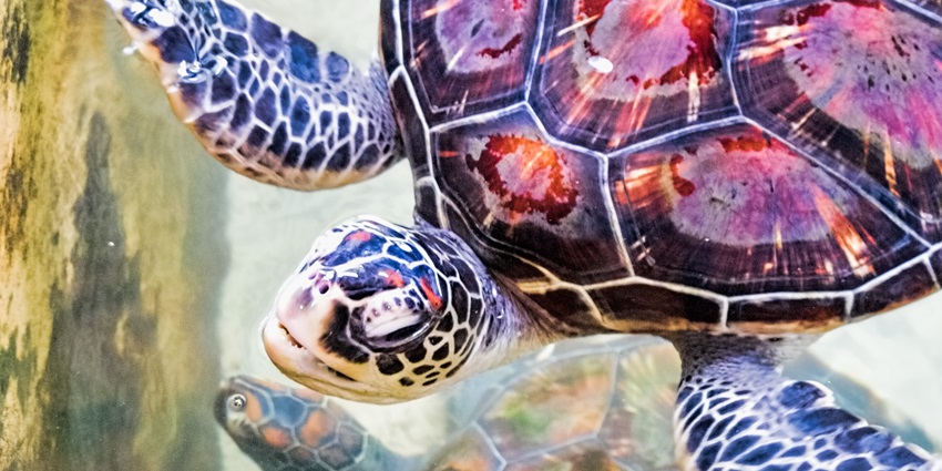 Explore the species in Mahamodara Sea Turtle Hatchery, one of the things to see in Galle