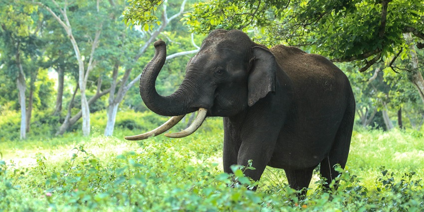 Ethical wildlife center rehabilitating orphaned elephants, offering close-up views and conservation education experiences.