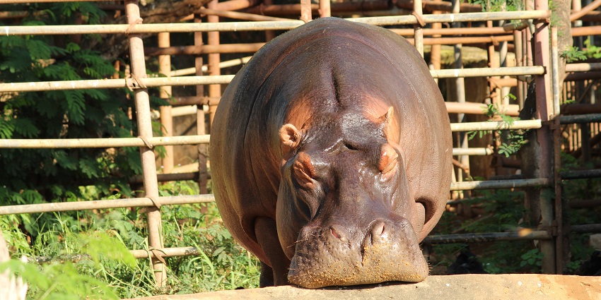Vizag Zoo, also Indira Gandhi Zoological Park, is a must-visit near Katiki Waterfalls.