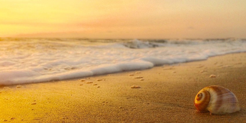 Sunset-lit seashell resting on golden sands at Vypin Beach during the golden hour.