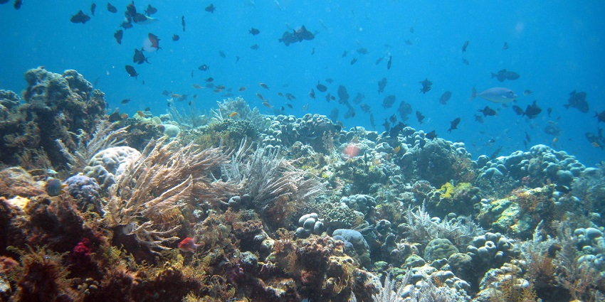 A picture of an underwater dive site in Indonesia with coral reefs and numerous fish