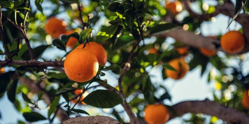 These beautiful orchards provide an evocative getaway into the very lap of nature.