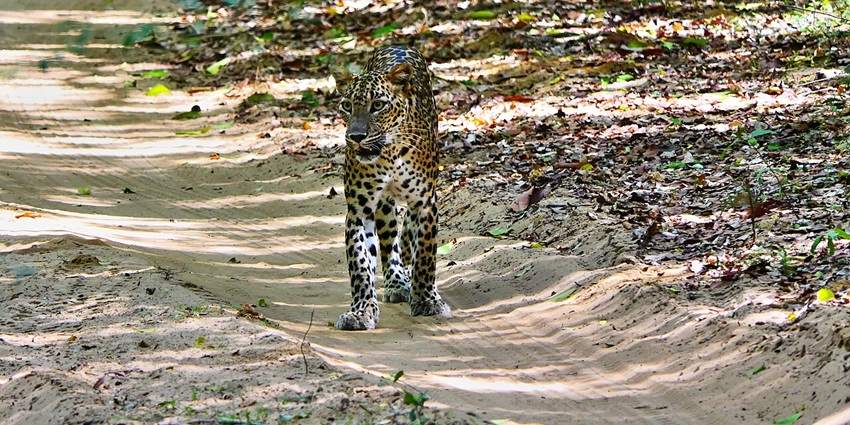 Leopard strides along forest path at Wilpattu National Park in soft dappled light.