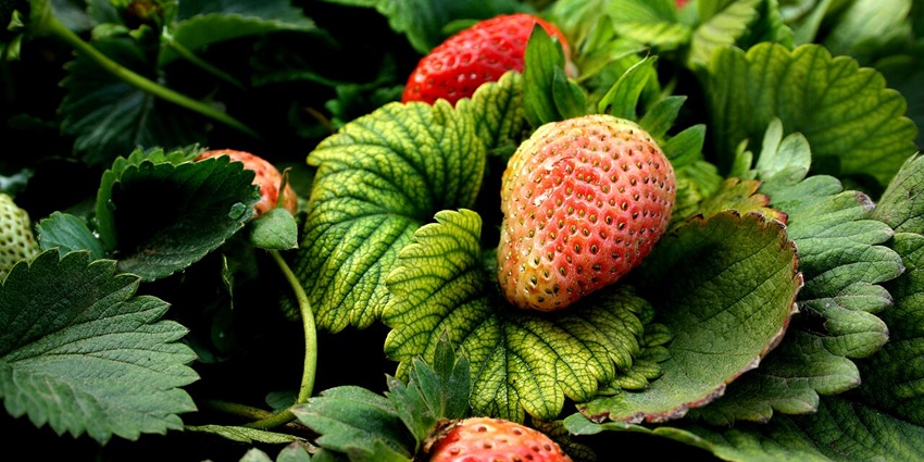Stroll through strawberry plants growing in Garden of Five Senses, surrounded by lush green foliage, one of the best things to do in Delhi for couples.