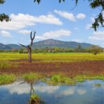 An image of Wasgamuwa National Park Sri Lanka - a hidden gem for wildlife enthusiasts.