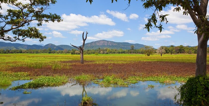 An image of Wasgamuwa National Park Sri Lanka - a hidden gem for wildlife enthusiasts.