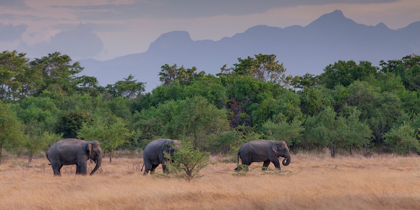 Watch elephants in action while on a night tour at the Wasgamuwa National Park in Sri Lanka