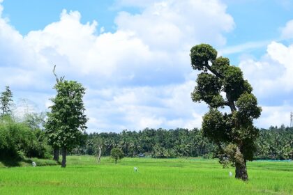 Scenic Snapshot of lush paddy field of Wayanad– New Year Party In Wayanad