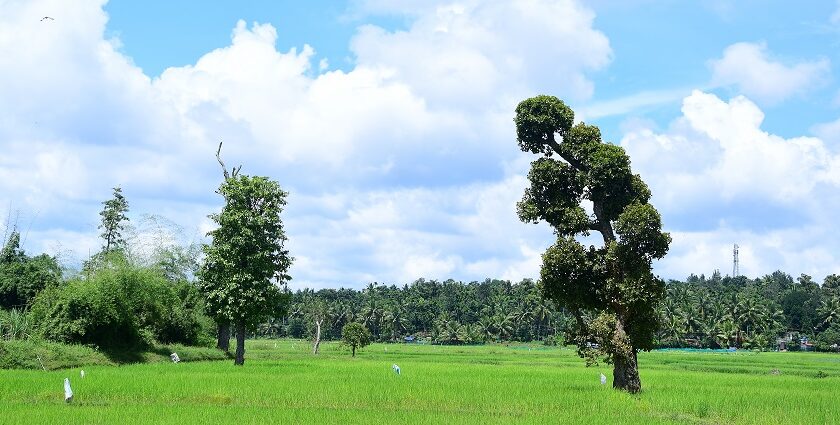 Scenic Snapshot of lush paddy field of Wayanad– New Year Party In Wayanad