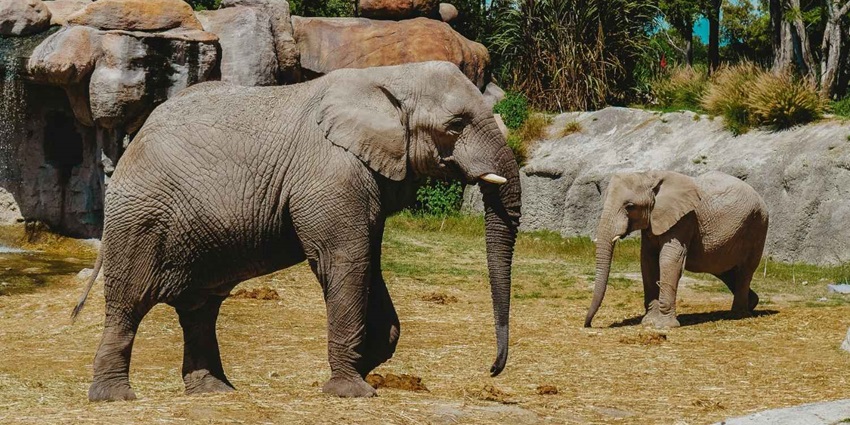 Wayanad Wildlife Sanctuary is one of the most beautiful places to witness wildlife.