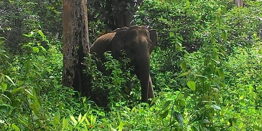 See the diverse wildlife at the Wayanad Wildlife Sanctuary, near Palchuram Waterfalls.