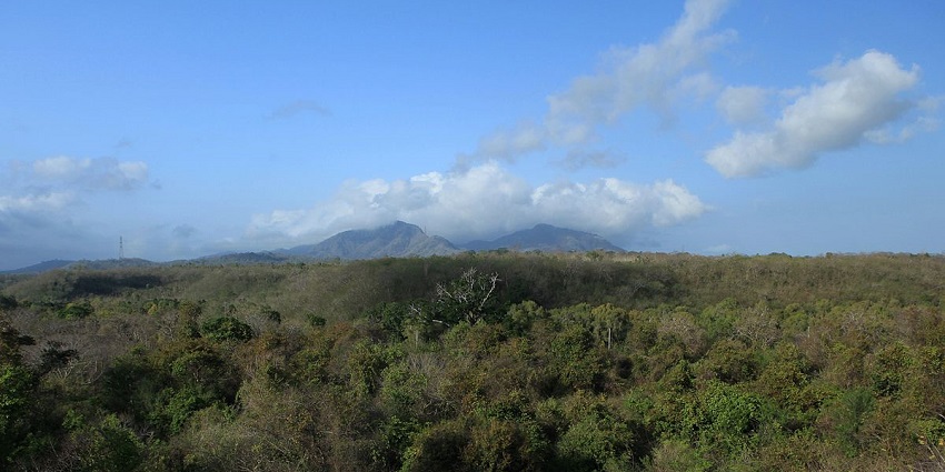 A picture of a forest in Bali with a distant appearance of a mountain
