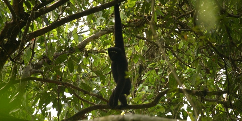 Western hoolock gibbon swinging gracefully from tree branches in its forest habitat.
