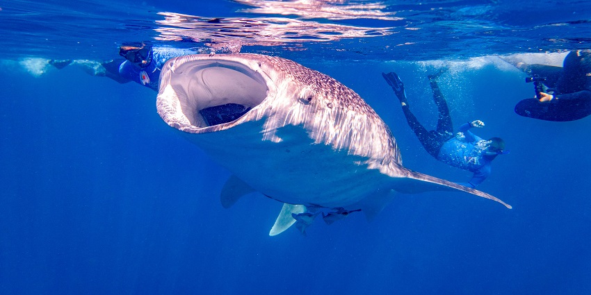 Whale Shark Point on the Rangali Islands offer a surreal experience for adventure seekers.